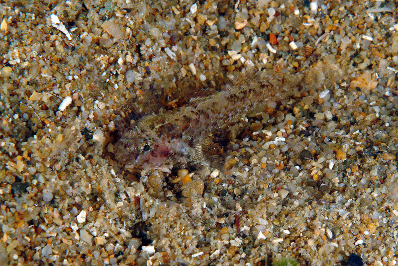 Millerigobius macrocephalus